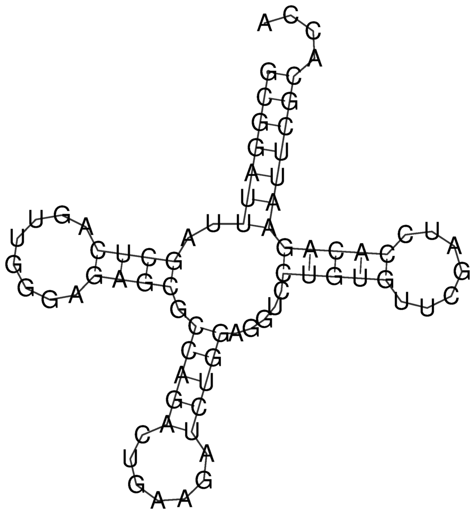 Secondary structure drawing of yeast tRNA-Phe as written by RNAfold, a cloverleaf with the acceptor stem at the top, the D arm on the left, the anticodon arm at the bottom and the T arm on the right