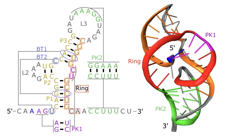 xrRNA secondary and ring-like tertiary structure