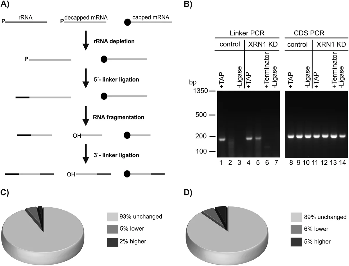 Workflow for sequencing decapped mRNA intermediates and summary of their abundance on ribosome complexes versus whole-cell lysate