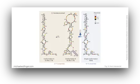 Ensemble deconvolution and temperature dependencey of RNA structure