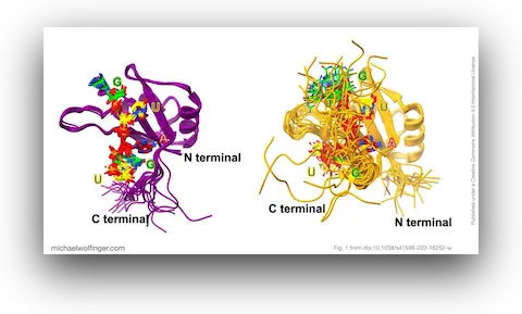 Association complexes of Musashi-1 RBD1 and RBD2 with the canonical target RNA GUAGU