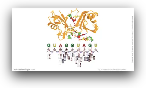 Association complex of Musashi RBD1 and RBD with a target RNA