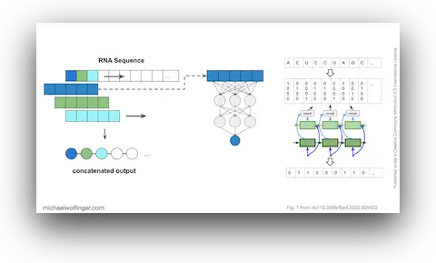 Input/output encoding for predicting RNA paired/unpaired status using a BLSTM