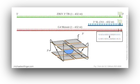 G-Quadruplex in the terminal region of the Zika virus genome