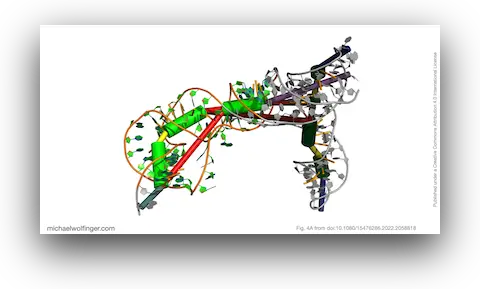 3D structure prediction of the BVDV IRES region