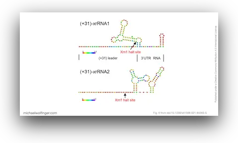 Exoribonuclease-resistant RNAs (xrRNAs) in the 3'UTR of Mpulungu virus