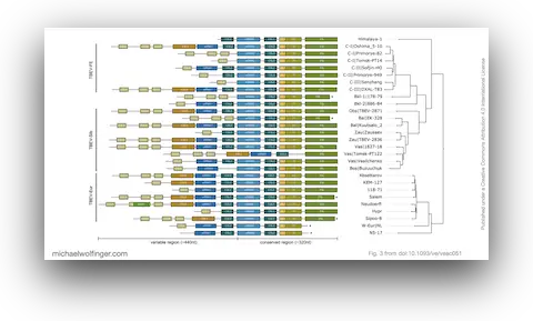 Annotated 3'UTR of representative tick-borne encephalitis virus (TBEV) strains