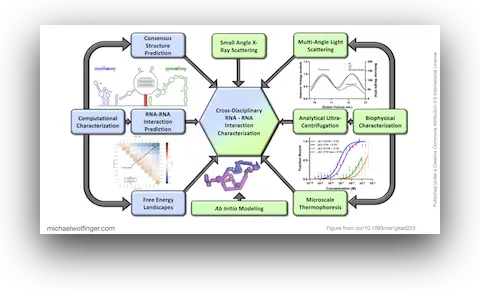 Graphical abstract of doi:10.1093/nar/gkad223