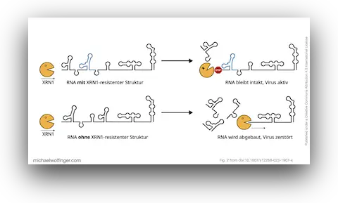 Schematic representation of xrRNA exoribonuclease stalling