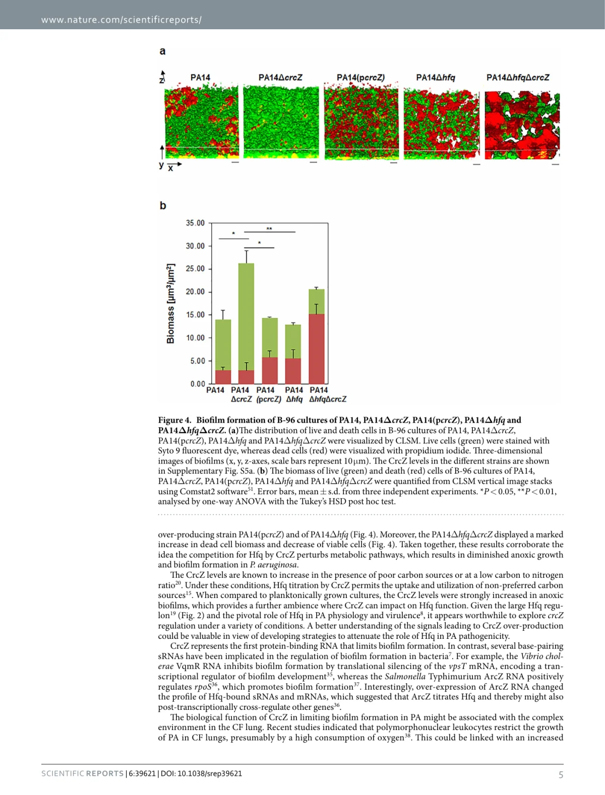CrcZ levels modulate viable biomass in anoxic Pseudomonas aeruginosa biofilms