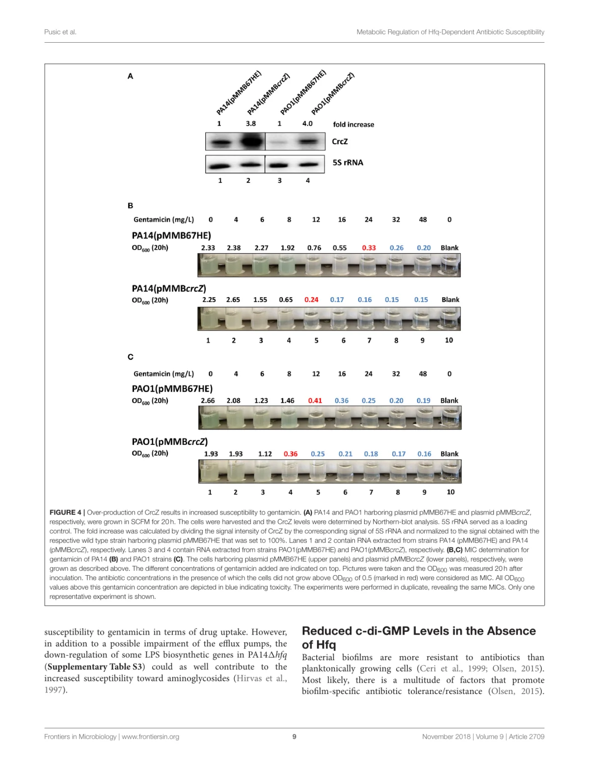 Increased CrcZ levels correlate with increased gentamicin susceptibility in Pseudomonas aeruginosa