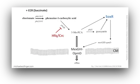 Schematic of the mexGHI-opmD operon downregulation by Hfq during carbon catabolite repression