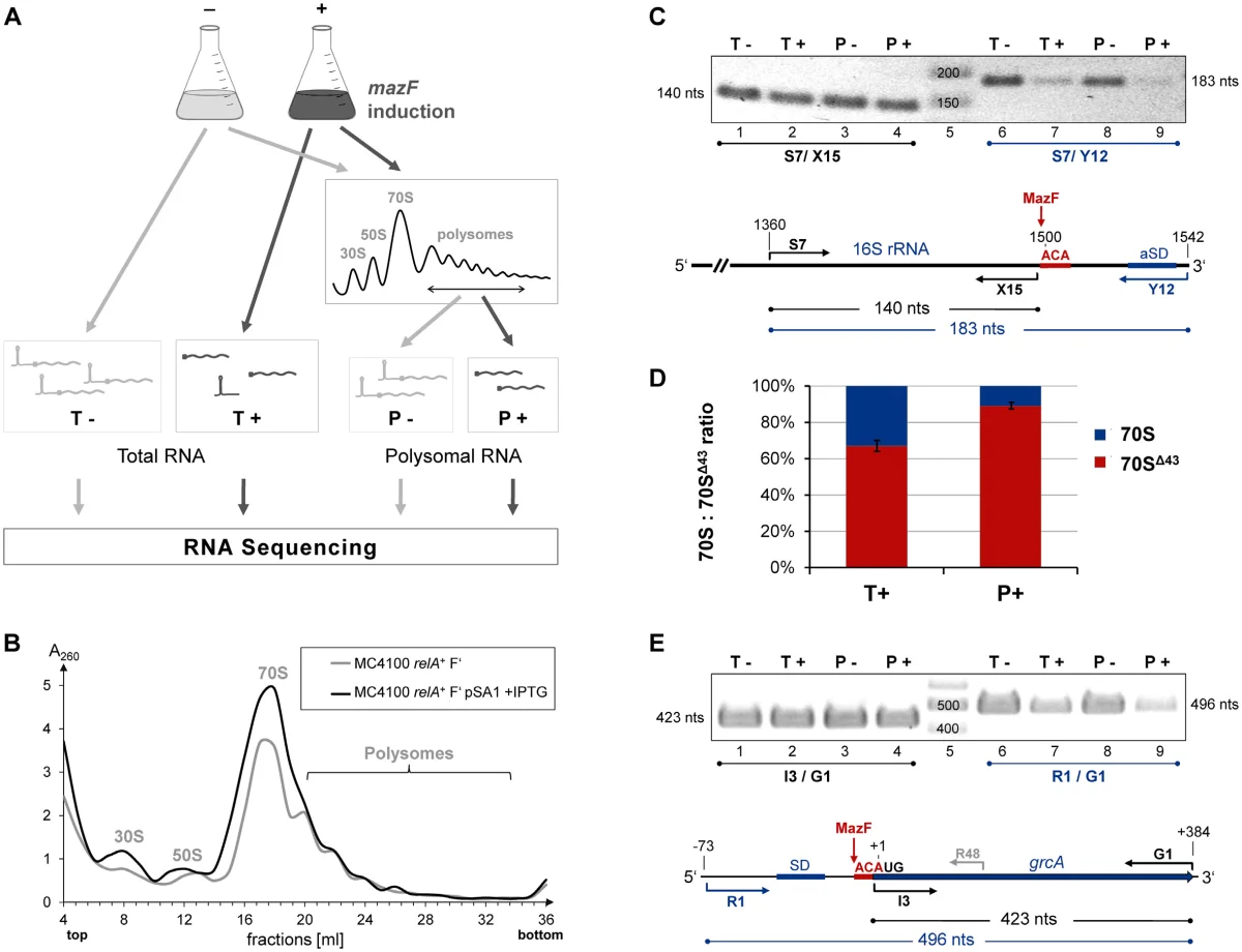 Poly-seq workflow and MazF-dependent processing of ribosomes and mRNAs in Escherichia coli