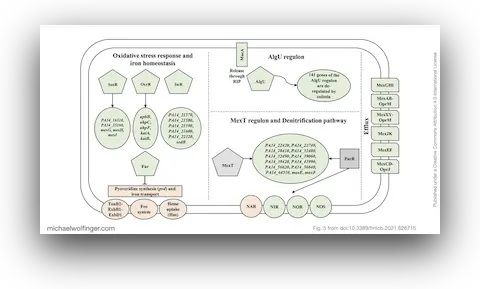 Pathways and functions dysregulated upon colistin treatment