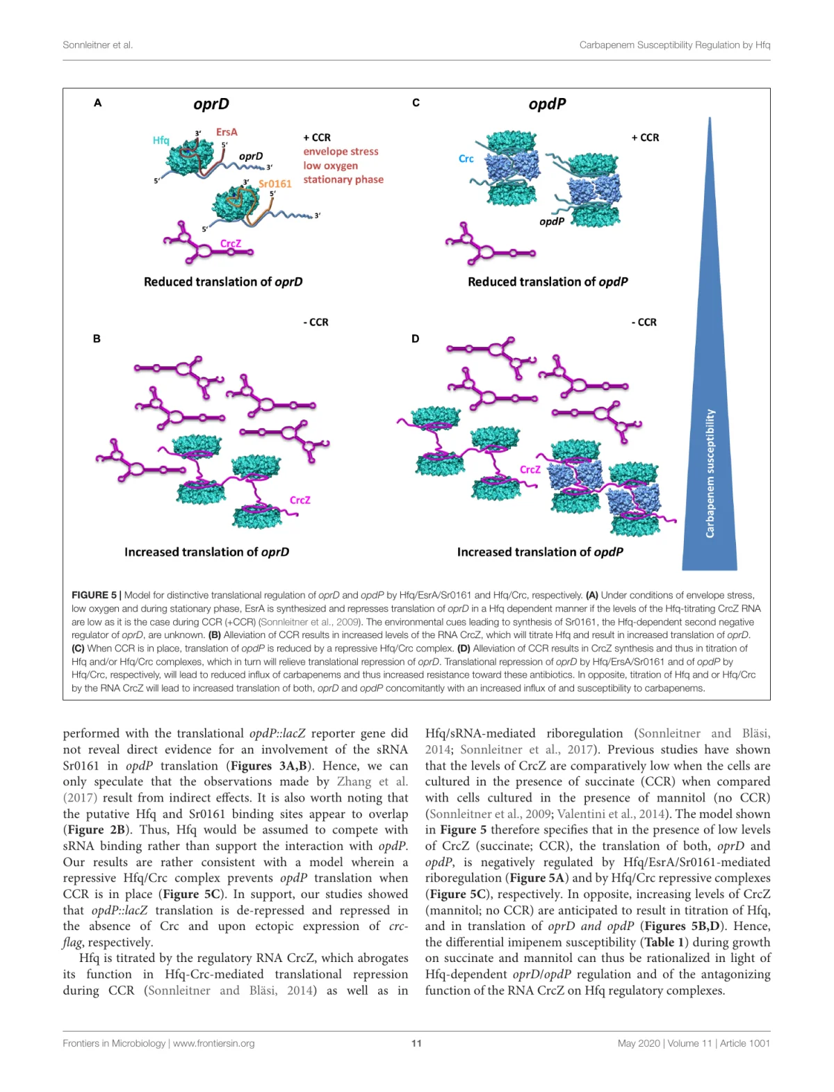 Model for differential regulation of oprD and opdP translation by Hfq, sRNAs, Crc, and CrcZ