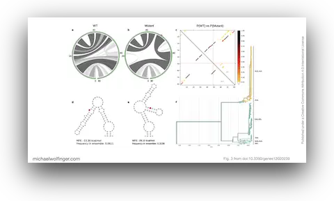 Enselble properties of a lineage-specific structured RNA in Chikungunya virus