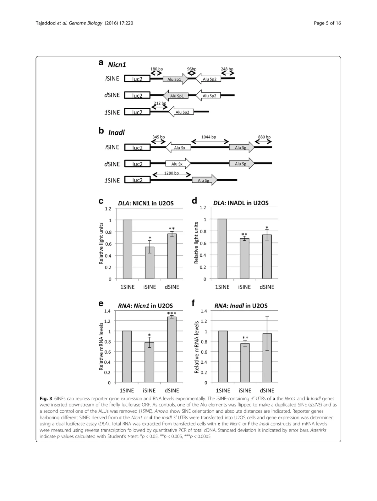 Reporter constructs showing that inverted SINE pairs reduce luciferase output and RNA levels