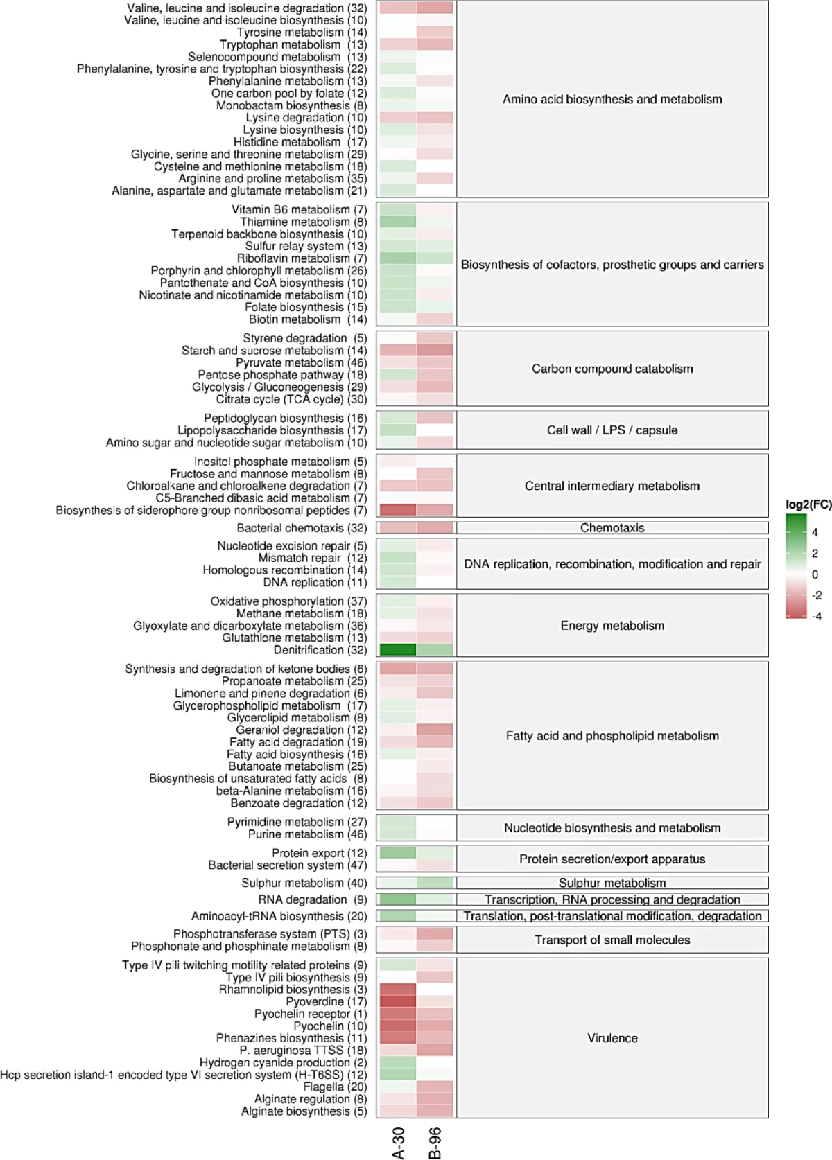 Heatmap summarizing pathway-level transcriptional changes after short-term and long-term anoxic growth of Pseudomonas aeruginosa PA14
