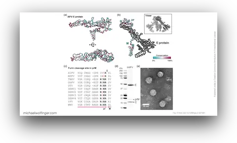 Figure 2 from Wang et al. (2024) doi:10.1099/jgv.0.001991