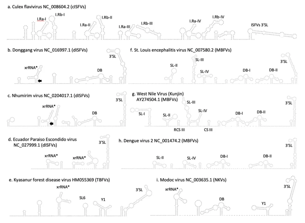 Comparative 3'UTR RNA architecture of insect-specific flaviviruses from Zambia