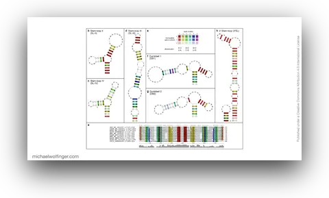 Consenus RNA secondary sructures of evolutionary conserved elements in flavivirus 3'UTRs